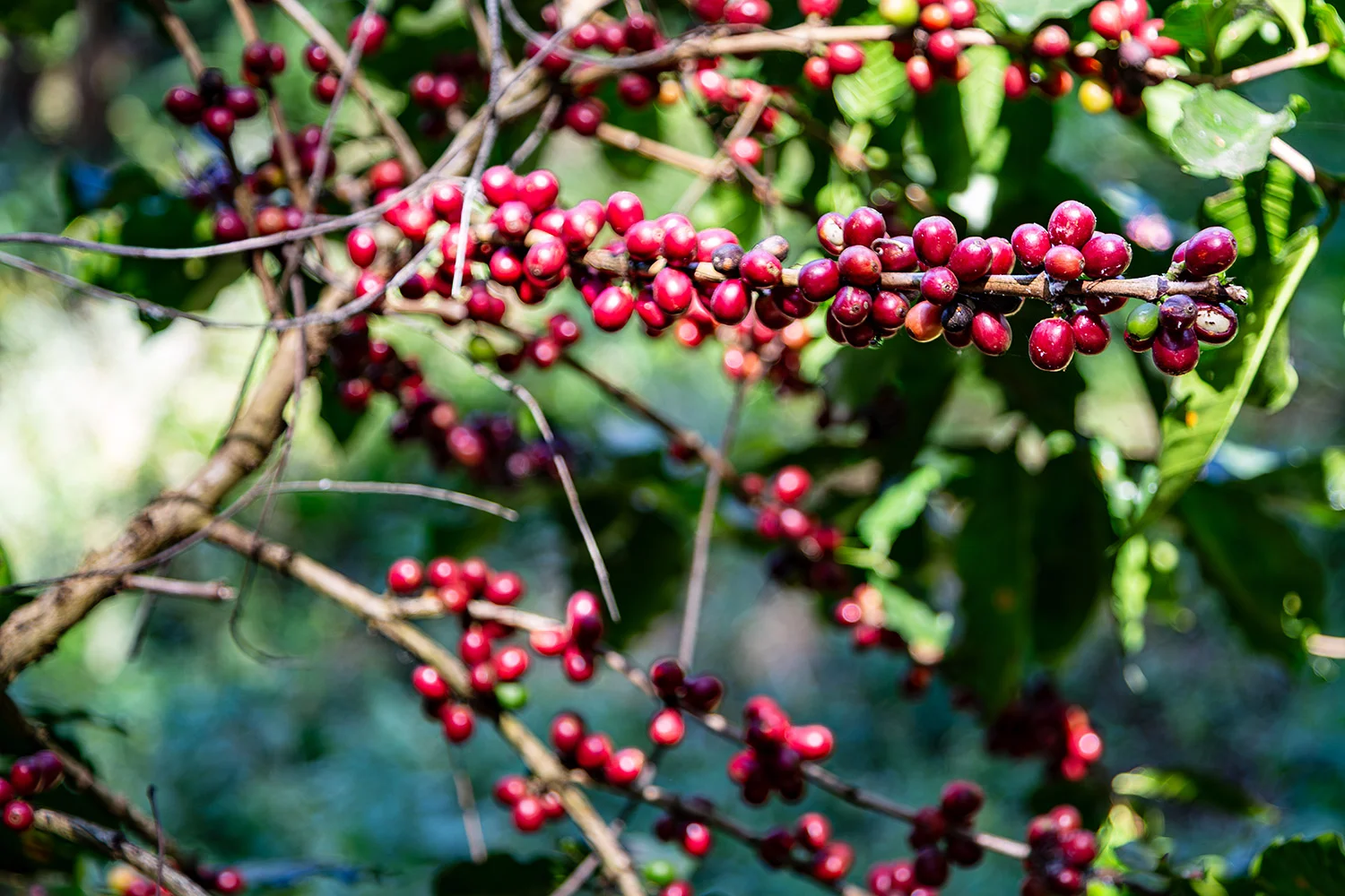 Ripening Arabica Coffee Cherries