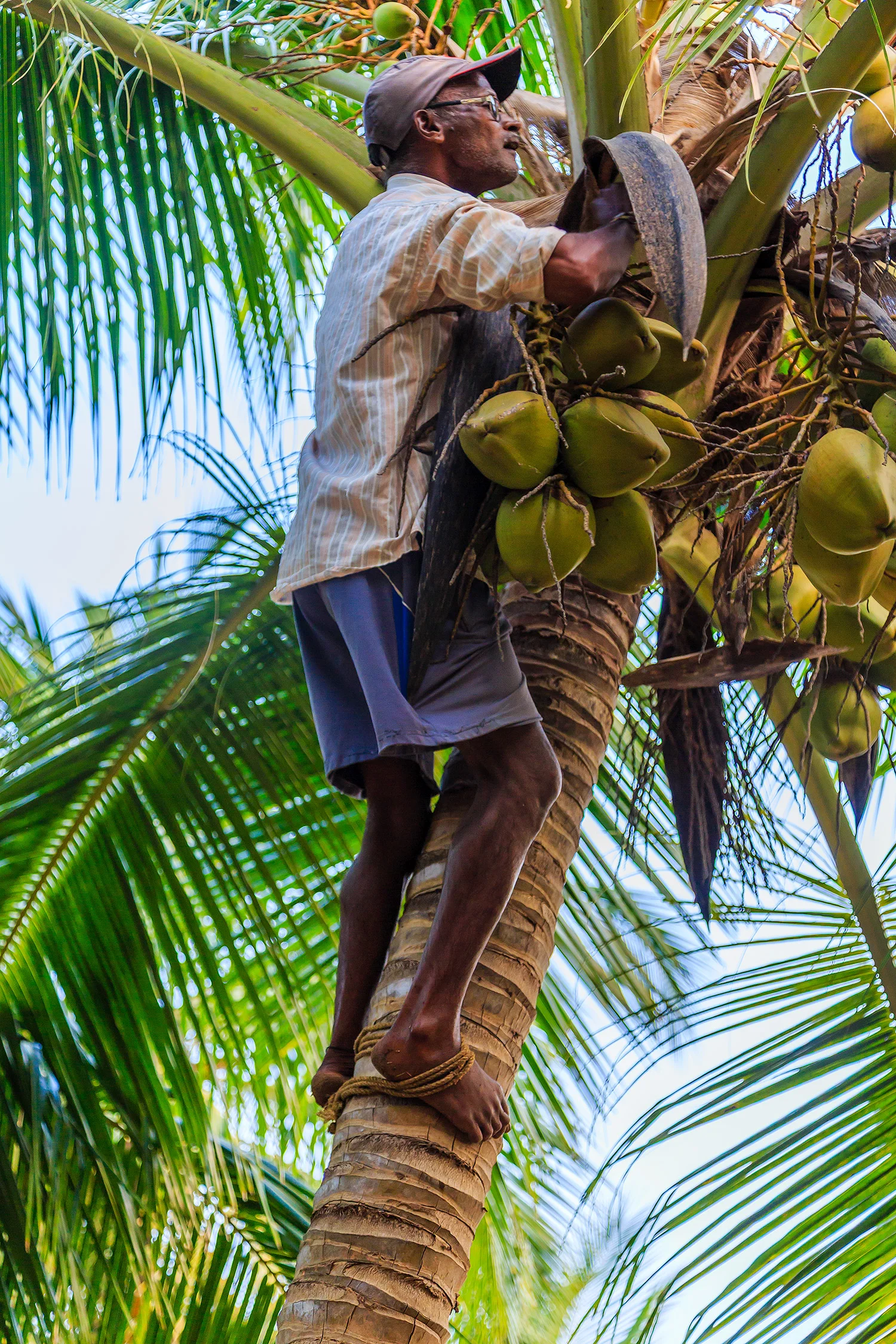 Coconut-Picker-Karnataka