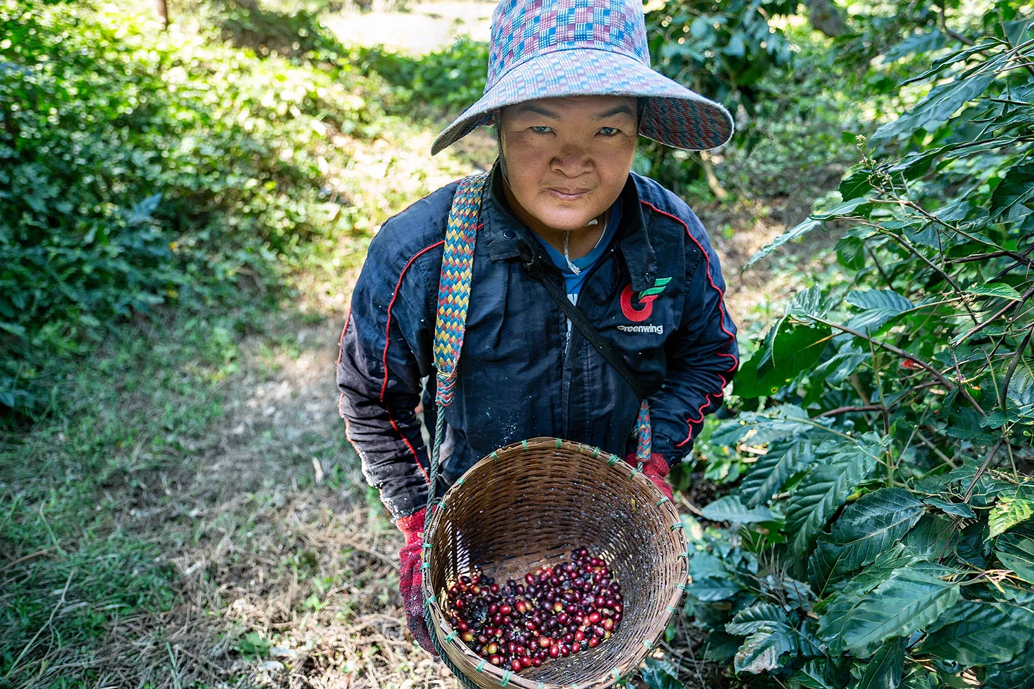 Akha Coffee Farmer