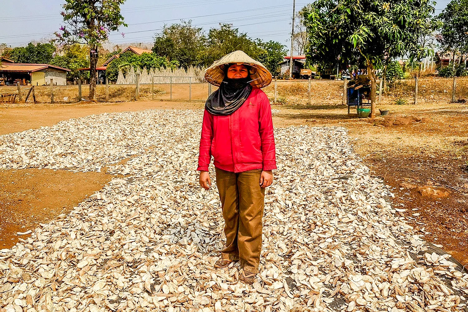 Farmer Manioc Laos
