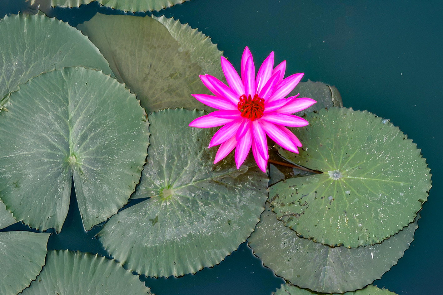 Lotus Flower