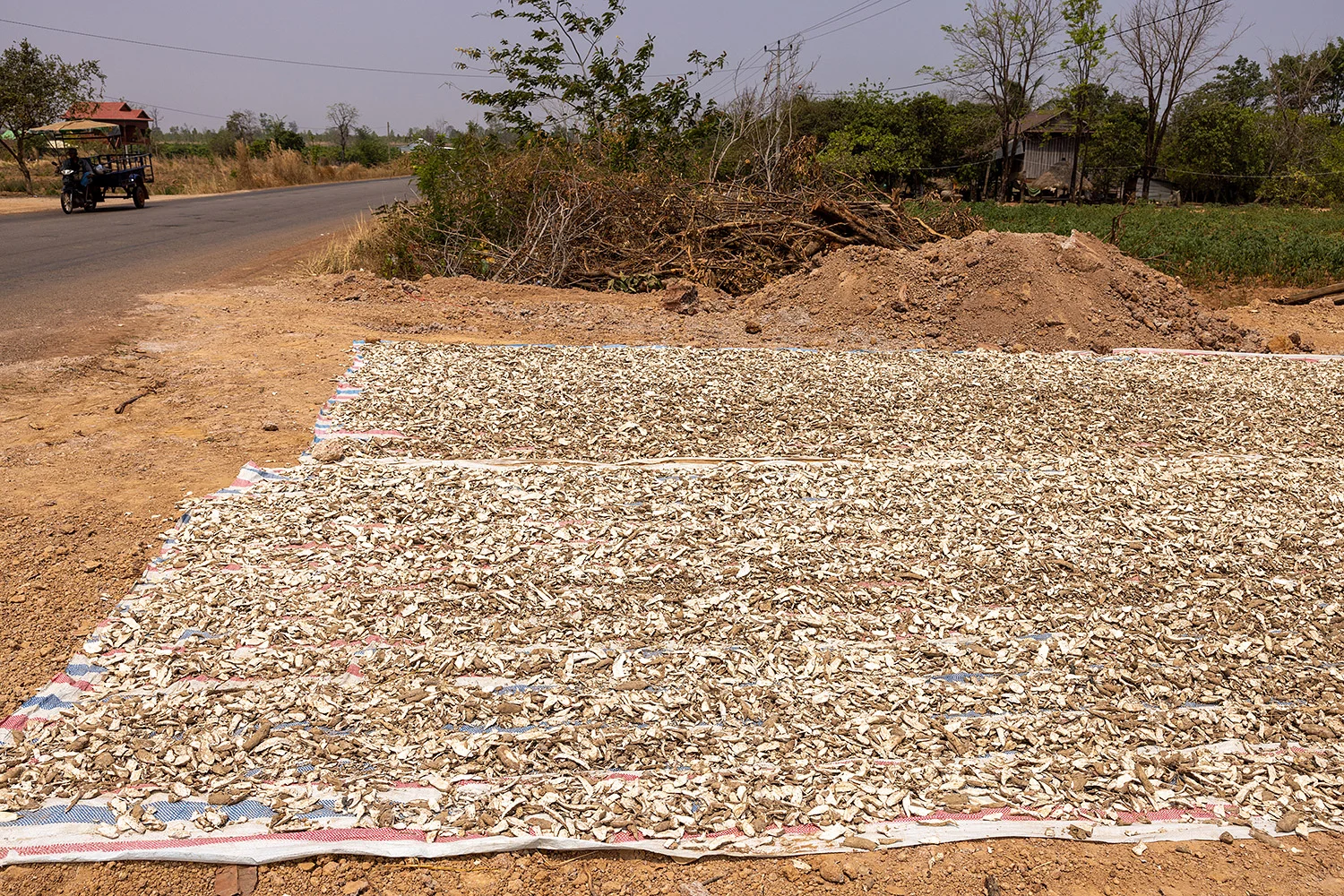 Manioc Drying, Pakxong, Laos