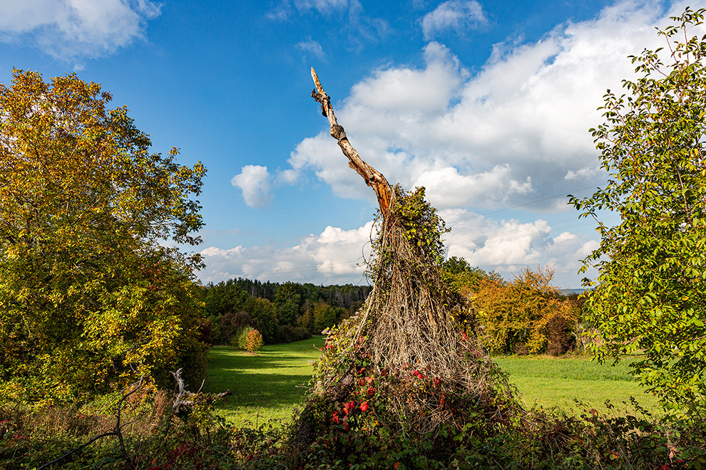 The old tree won't give up