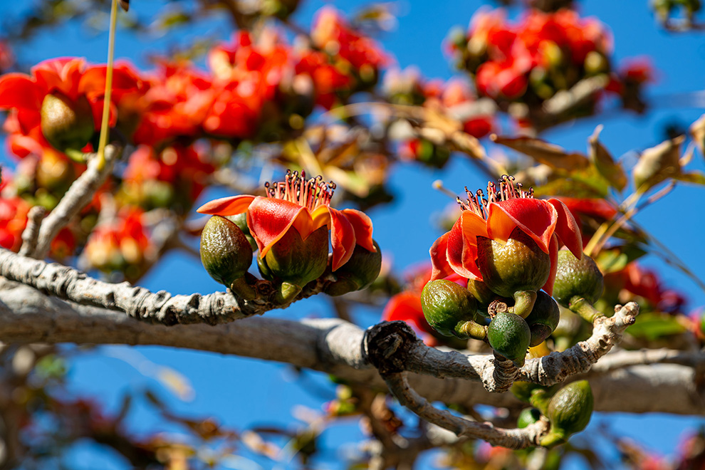 Red Cotton Tree