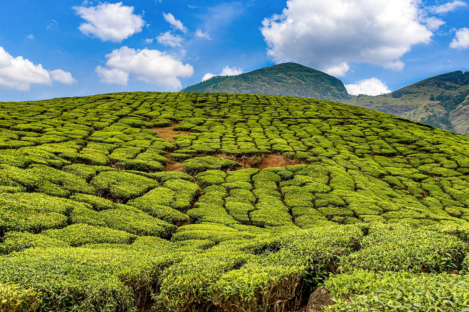 Tea-Estates-Munnar-Kerala