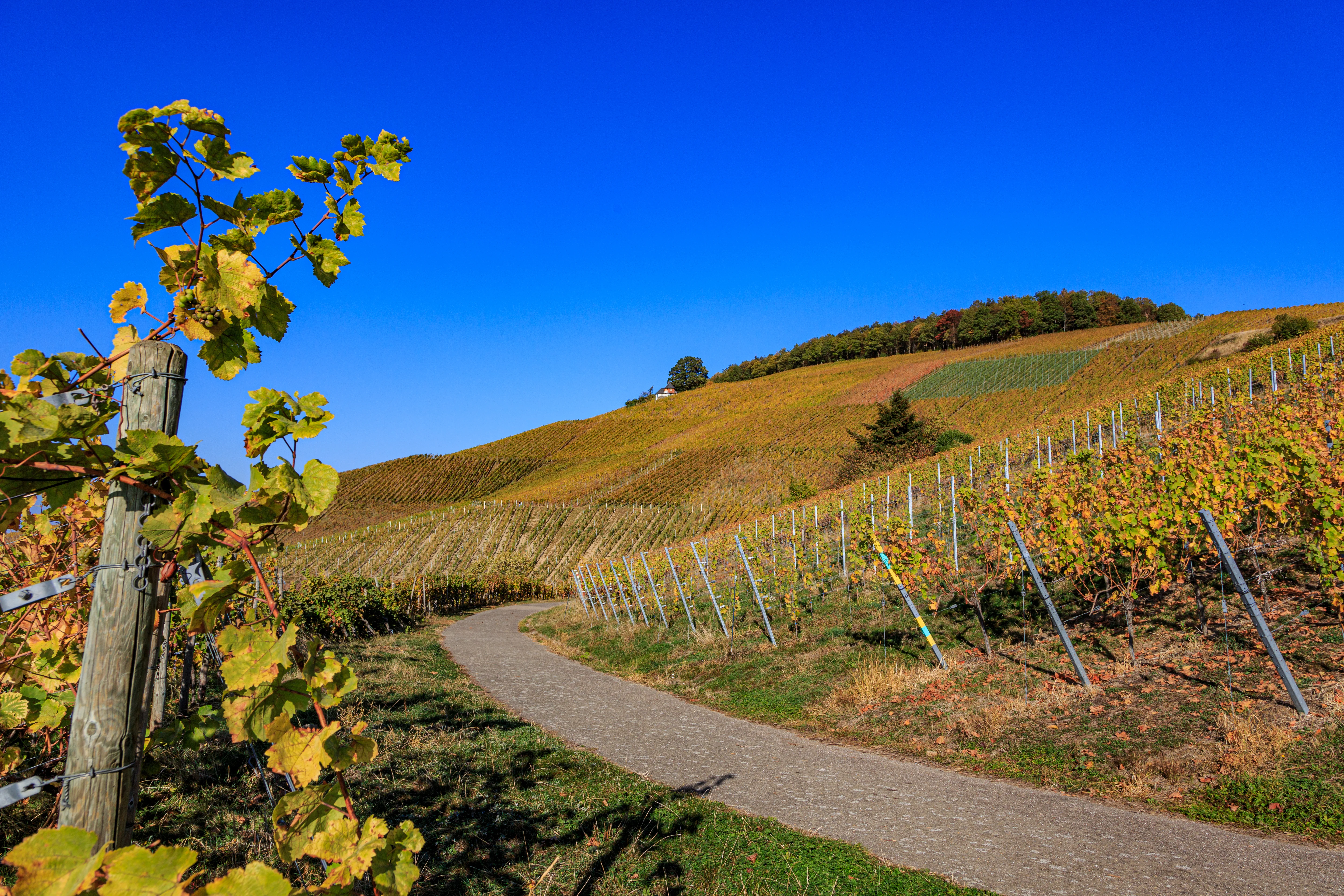 Vineyards Yburg Castle Germany