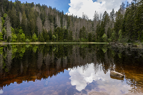 Wild Lake Ruhestein